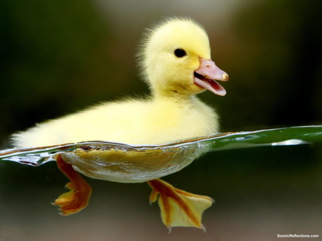 Cute_duck_in-water-wallpaper