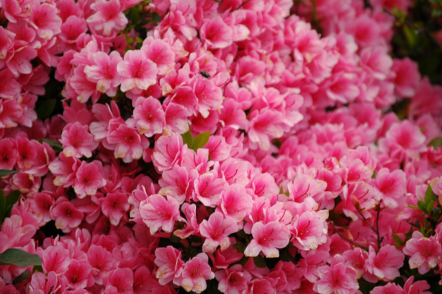 beautiful-pink-flowers