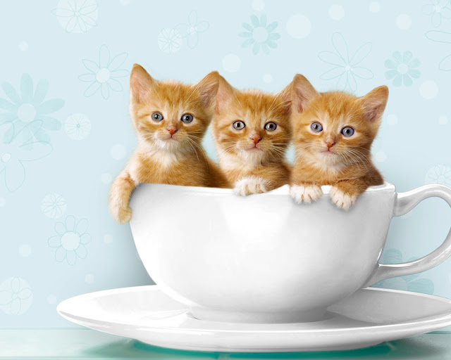 cats in cup