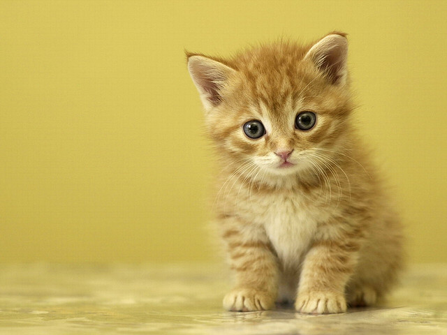 cute cats wallpapers