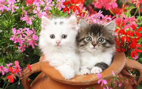 cute cats wallpapers