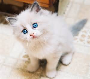 cute cat wallpapers