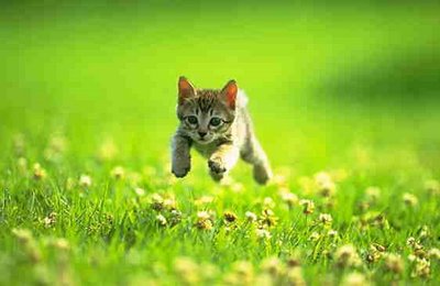 cute cat wallpapers