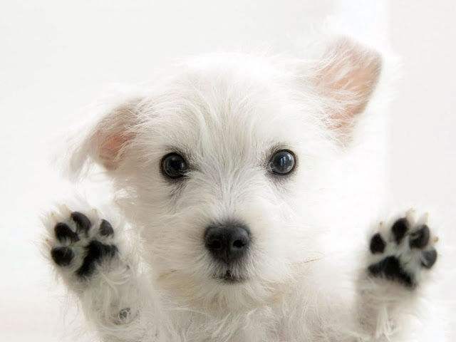 puppy with beautiful paws