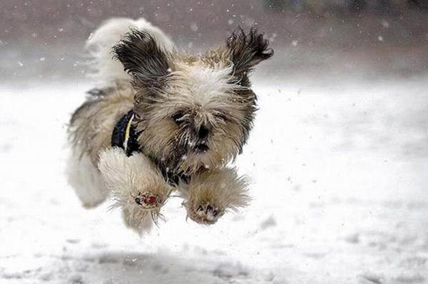 puppy in snow