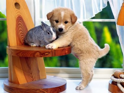 puppy with rabbit