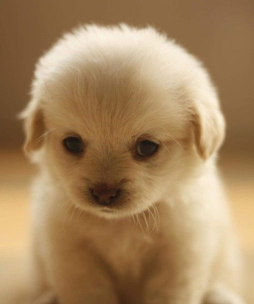 cute puppy wallpapers