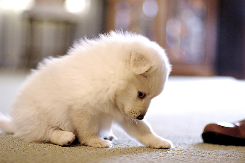 white puppy