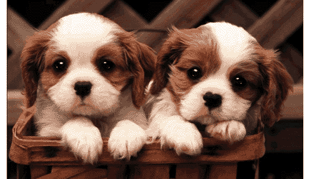 white and brown puppies