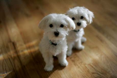 furry white puppies