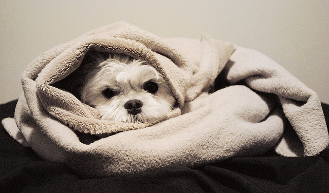 cute dog in towel